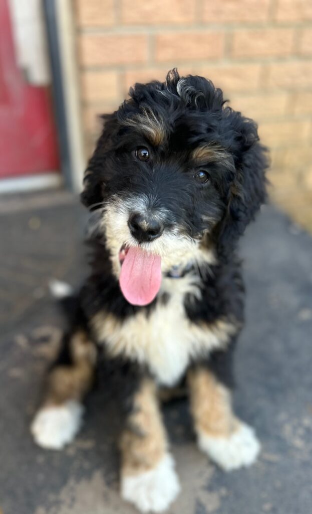 Louie is a Bernedoodle puppy